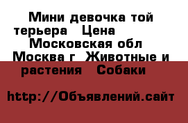Мини девочка той терьера › Цена ­ 30 000 - Московская обл., Москва г. Животные и растения » Собаки   